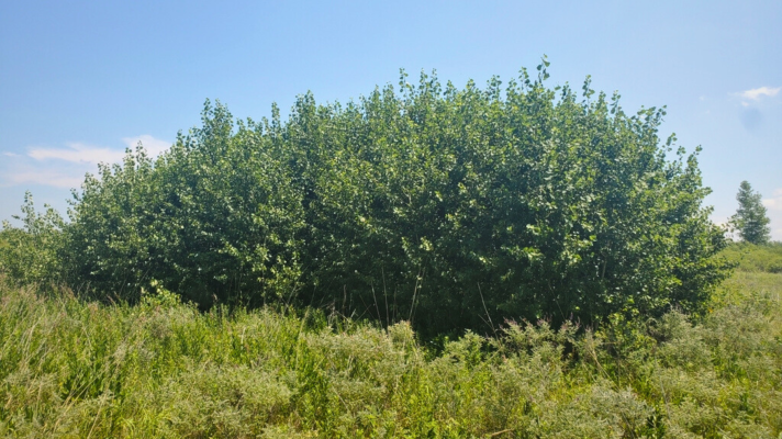 A dense group of aspen suckers grow from root stock on July 5, 2021 in Sigen Township.