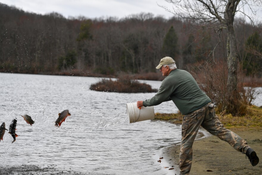 A volunteer throws trout into the lake at Merli-Sarnowski Park in Lackawanna County.
