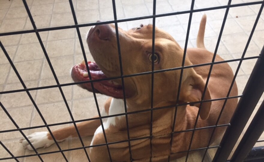Dog sittind down with mouth open as seen through a cage.
