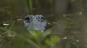 An eight-foot long alligator silently swims through the waters of the Florida Everglades at Everglades National Park, Fla. Sunday, Oct. 30, 2011. (AP Photo/J Pat Carter)