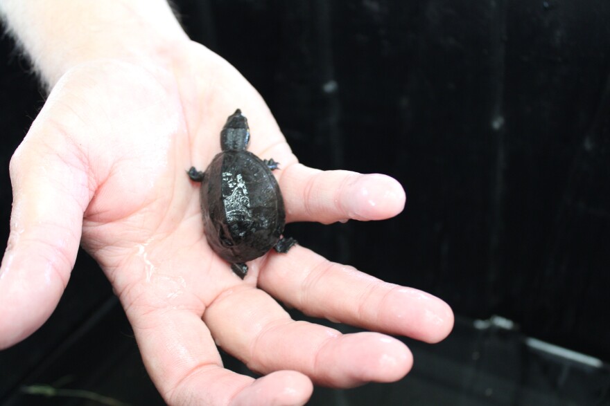 The “littles” are fan favorites at Santa Fe River turtle surveys. (Rose Schnabel/WUFT News)