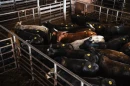 Cattle in the holding pen before being moved through the auction ring at the West Auction barn in West, Texas on June 11, 2026.