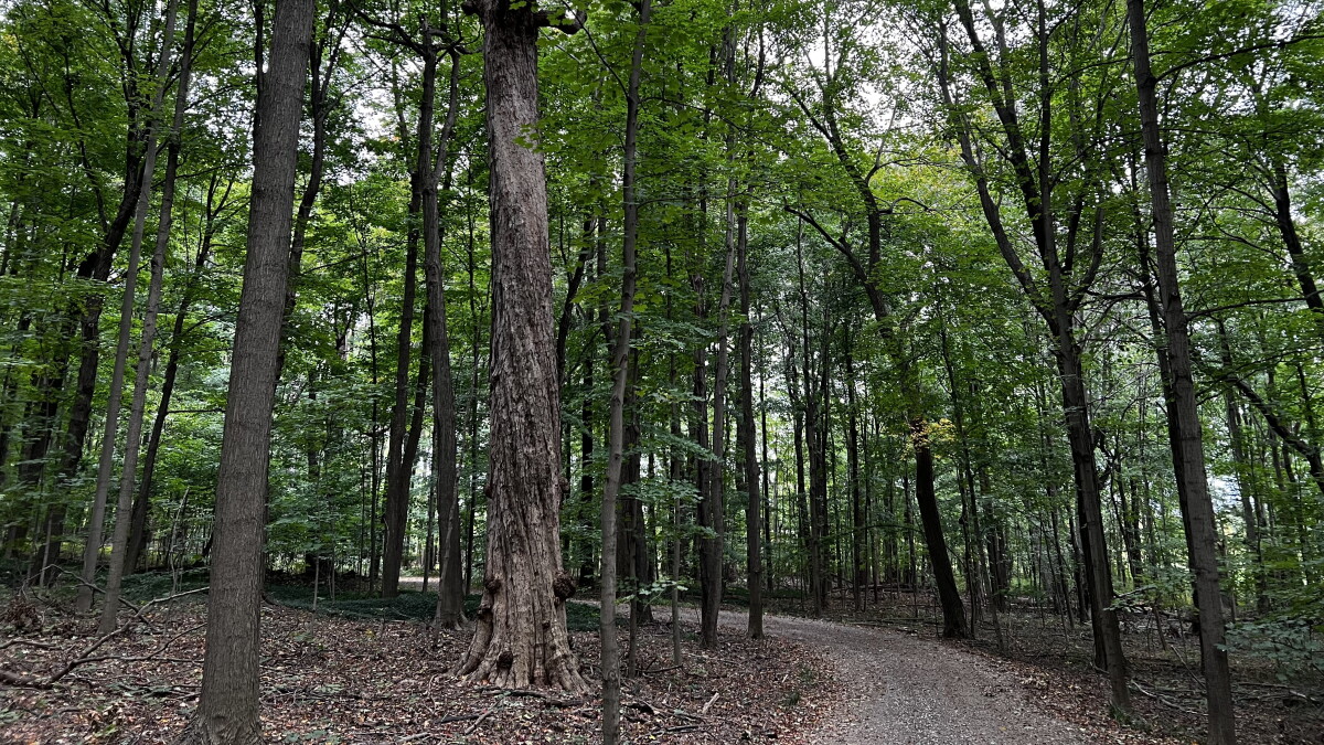 Western Reserve Land Conservancy uses carbon credits for preservation - Vimarsana News