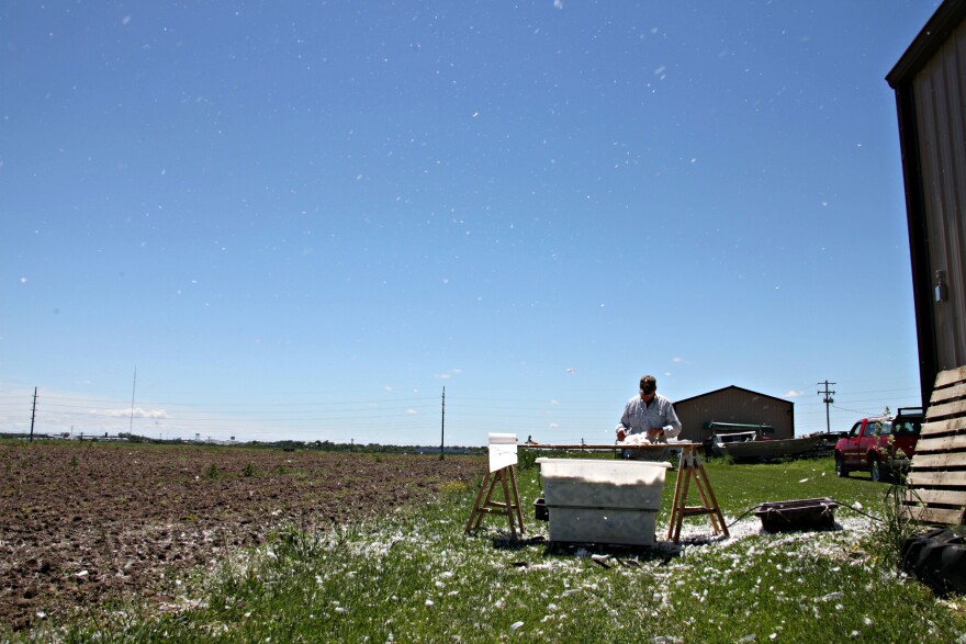 University of Missouri graduate student Drew Fowler shaves the plumage off geese before taking samples to test fat and protein storage in the animal.