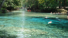 Water from the aquifer that serves as a source for the Ginnie Springs area (pictured) will be piped to the Nestle plant.