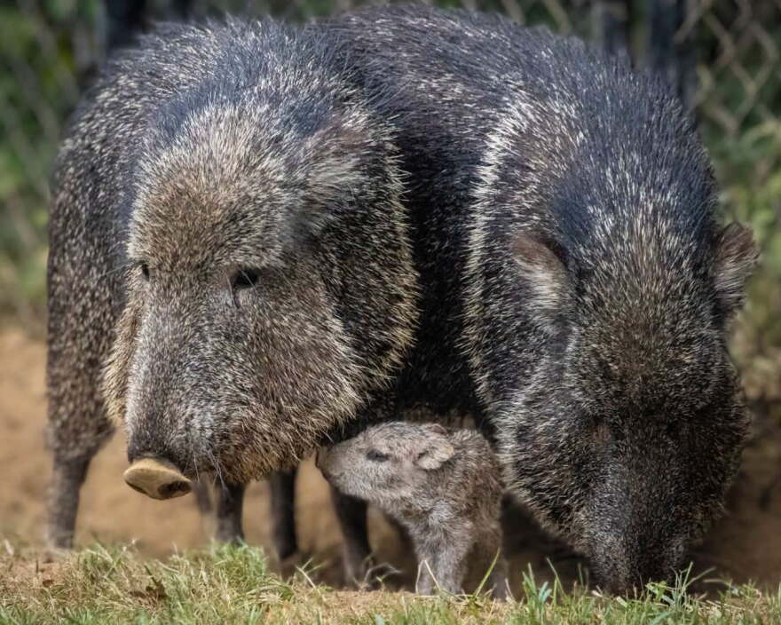 A baby peccary with two adults at Mesker Park Zoo