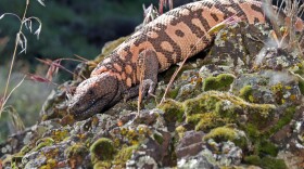 A Gila monster in southwestern Utah in a photo provided by the Utah Division of Wildlife Resources, April 29, 2005.