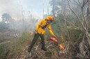 Florida habitats depend on fire. There are plants that won’t bloom or seed until they’ve been touched by a flame, for example. Fire also regulates biodiversity. The debris accumulation and heavy overgrowth of plants such as saw palmetto make it impossible for grasses and wildflowers to grow. The Naples Botanical Gardens depends on prescribed fire to help these types of plants. Above is the Naples Botanical Garden's prescribed burn today (Monday, Dec. 1).