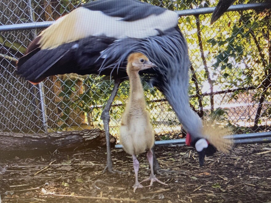 Crane parents Freddy and Barbara hatched the Louisville Zoo's first east African crowned crane chick.