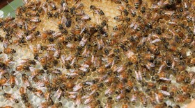 Beekeepers of the Neuse tend to their hives/colonies of honeybees in Goldsboro.
