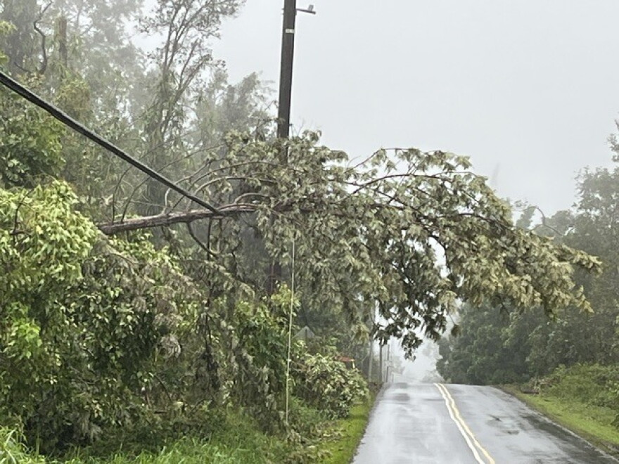 A large tree is seen dangling over power lines in Kaloko Mauka on Hawaiʻi Island on Monday, Aug. 17.