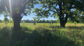 The DoubleP Ranch in Oklahoma (pictured above) has been a part of the Audubon Society's Conservation Ranching Initiative for two years. “What’s most impressive is when you come out to our ranch and experience it with your senses,” said rancher Eric Perner. “You hear the number of different birds and you see them.”
