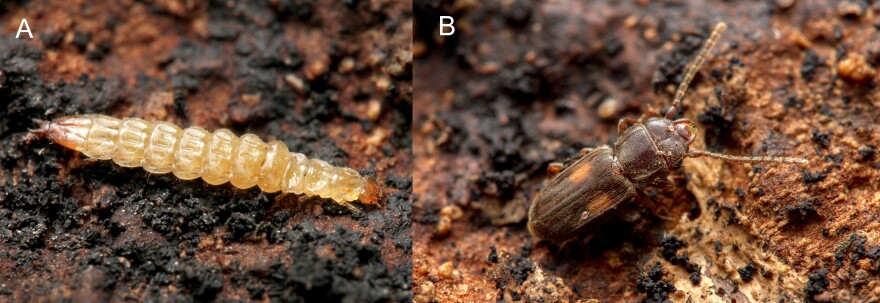 Laemophloeus biguttatus is a species of lined flat bark beetle found in found in Central and North America.