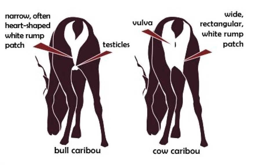 Visual differences between caribou bulls and cows