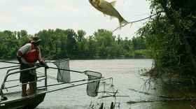 Asian Carp Jumping Out Of Water