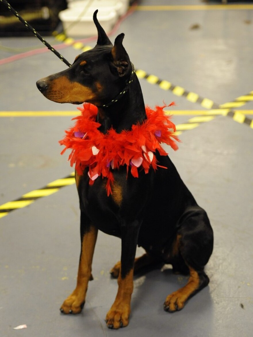 Mia, a Doberman, sits in the backstage area during the 136th Westminster Kennel Club Annual Dog Show at Madison Square Garden Tuesday. Filmmaker Martin Scorsese launched a defense of the breed, featured in his movie <em>Hugo</em>, in a recent editorial.