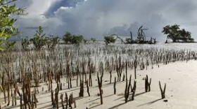 Mangrove shoots after Hurricane Irma near Big Pine.