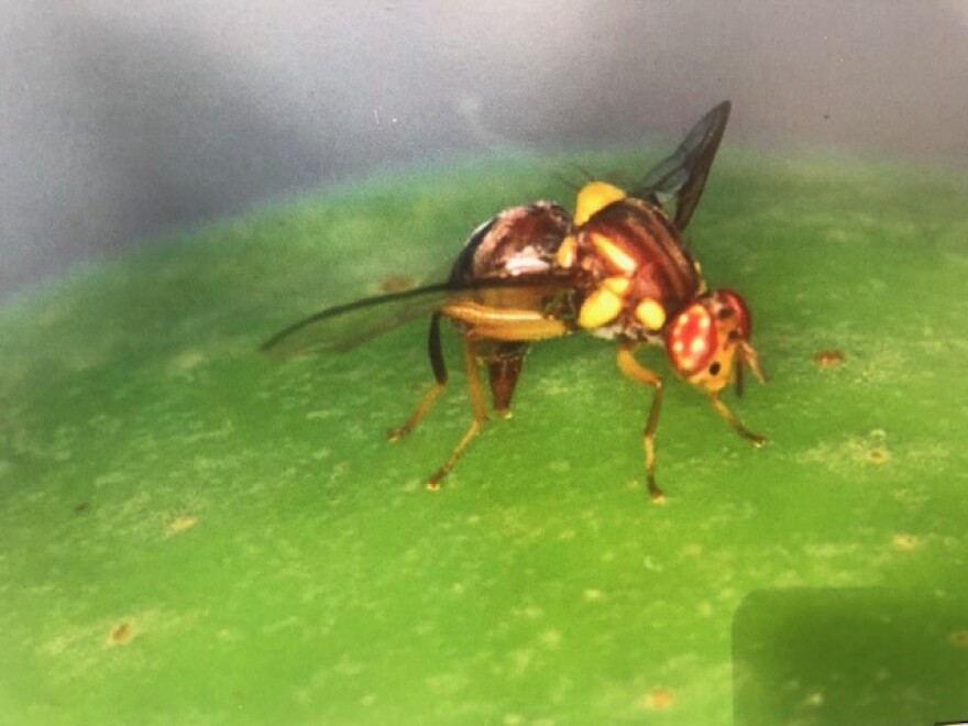 A Queensland Fruit Fly, which lays eggs in everything from avocados to strawberries.