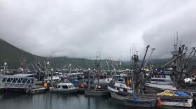 Commercial fishing boats sitting in the Chignik Bay harbor in early July. (Photo by Mitch Borden/KDLG)