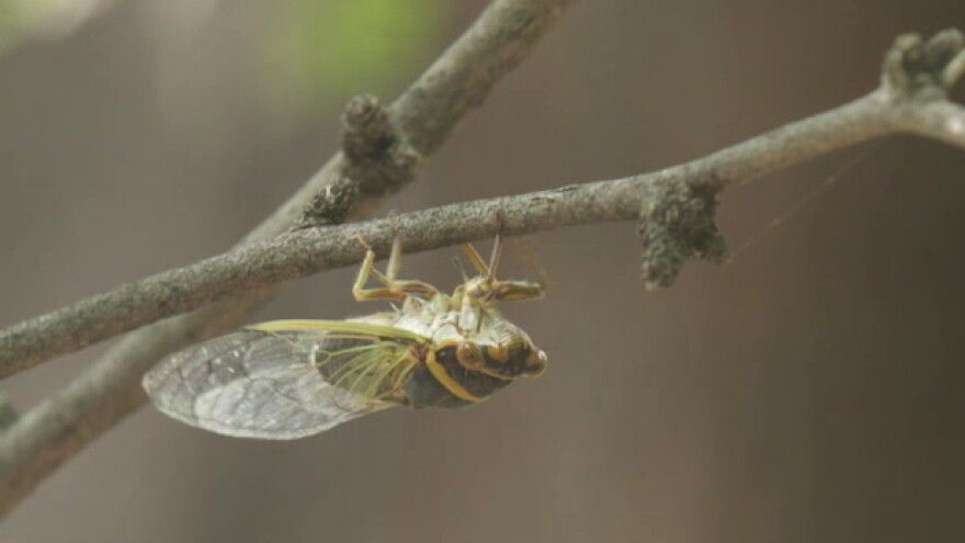 Cicada  spot