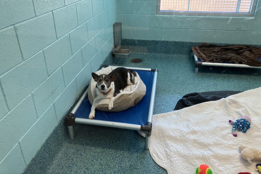 A dog waiting for adoption at the main shelter of the Humane Society Naples, in Naples, Fla., on October 3, 2022.