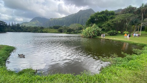 A view of the lake area at Hoʻomaluhia Botanical Garden. (April 27, 2026)