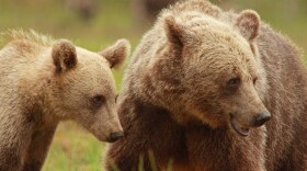 A female Scandinavian brown bear with her cub. Mother bears take care of their young for a year longer, likely due to hunting regulations that protect bears with cubs.