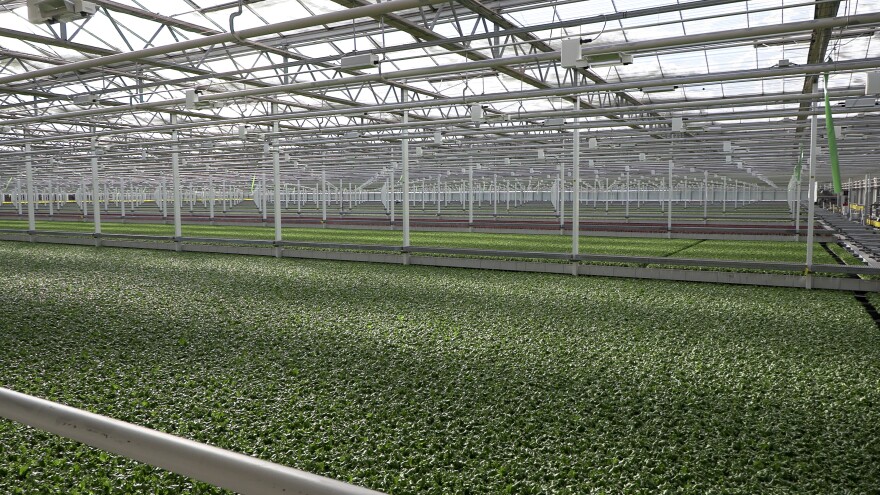 Little Leaf Farms built four 10-acre greenhouses in Banks Township since 2021.