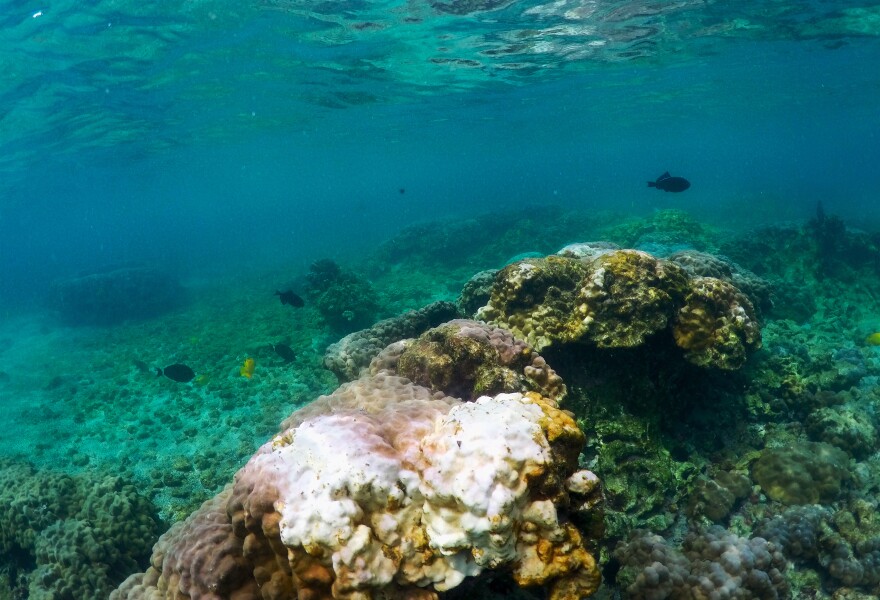 Bleaching coral in Kahala'u Bay in Kailua-Kona, Hawaii. Corals are highly sensitive to heat, and as the oceans warm, the future of reefs is in peril.