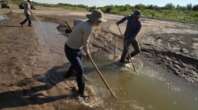 Fish biologists work to rescue the endangered Rio Grande silvery minnows from pools of water in the dry Rio Grande riverbed Tuesday, July 26, 2022, in Albuquerque, N.M. For the first time in four decades, the river went dry and habitat for the endangered silvery minnow — a shimmery, pinky-sized native fish — went with it. (AP Photo/Brittany Peterson)