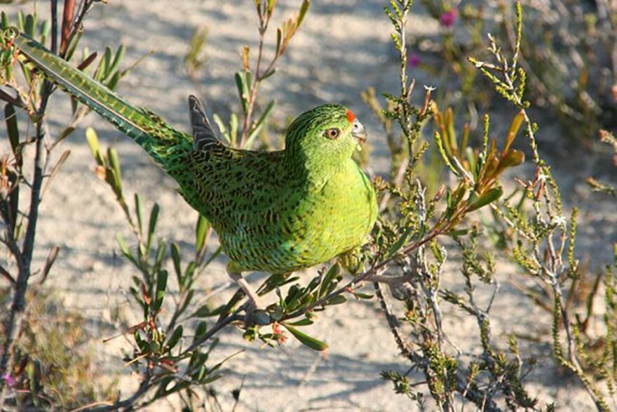 Western ground parrot (Brent Barrett/Flickr)