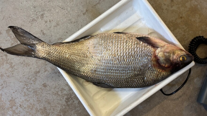 State record setting gizzard shad caught in Grand River in downtown Grand Rapids