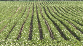 While row crop farmers are optimistic, livestock farmers aren't as bullish, according to the survey.