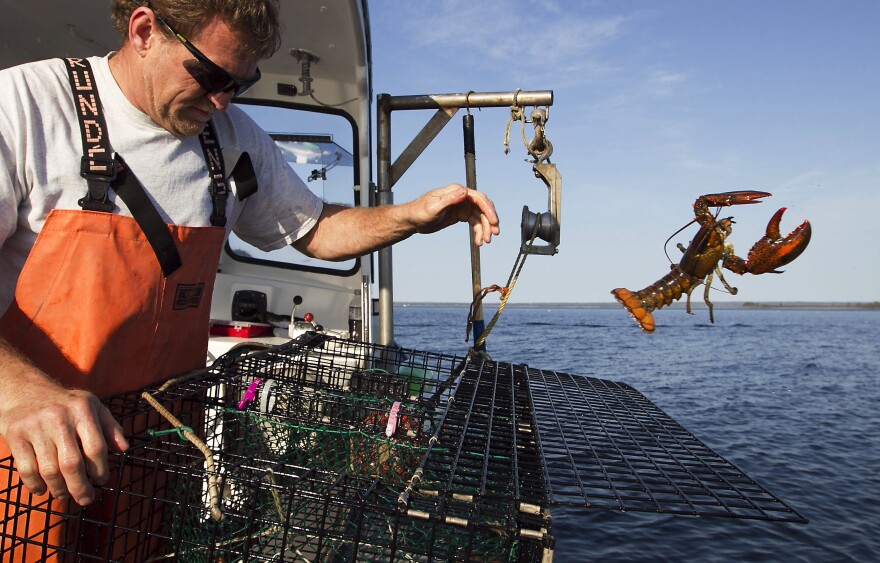 In this May 21, 2012, file photo, Scott Beede returns an undersized lobster while fishing in Mount Desert, Maine.