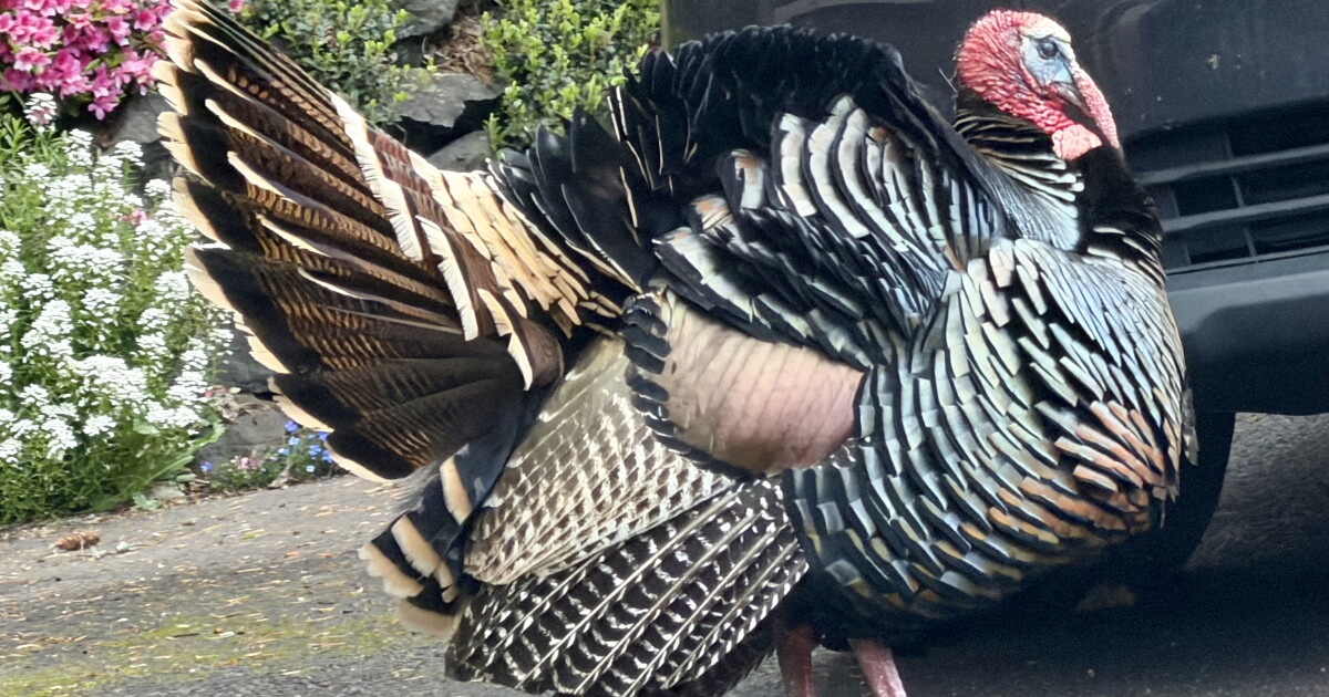Environment Oregon Launches 2026 Roadside Wildlife Count