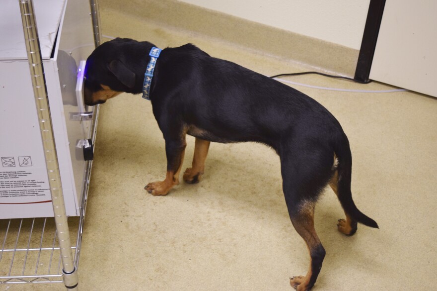 Rohan puts his nose in the olfactometer to detect a scent presented by the computer.
