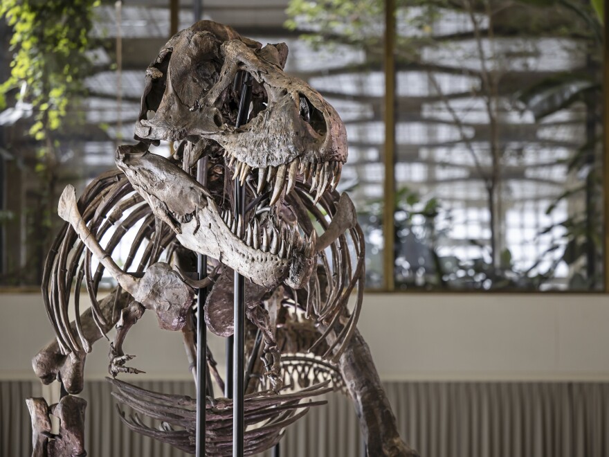 A view of the skeleton of a Tyrannosaurus rex named Trinity, during a preview by auction house Koller at the Tonhalle Zurich concert hall, on Wednesday, March 29, 2023 in Zurich, Switzerland.