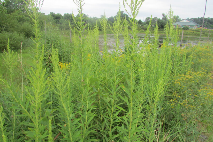 Indiana Ragweed Longer growing seasons spells bad news for allergy sufferers in Indiana