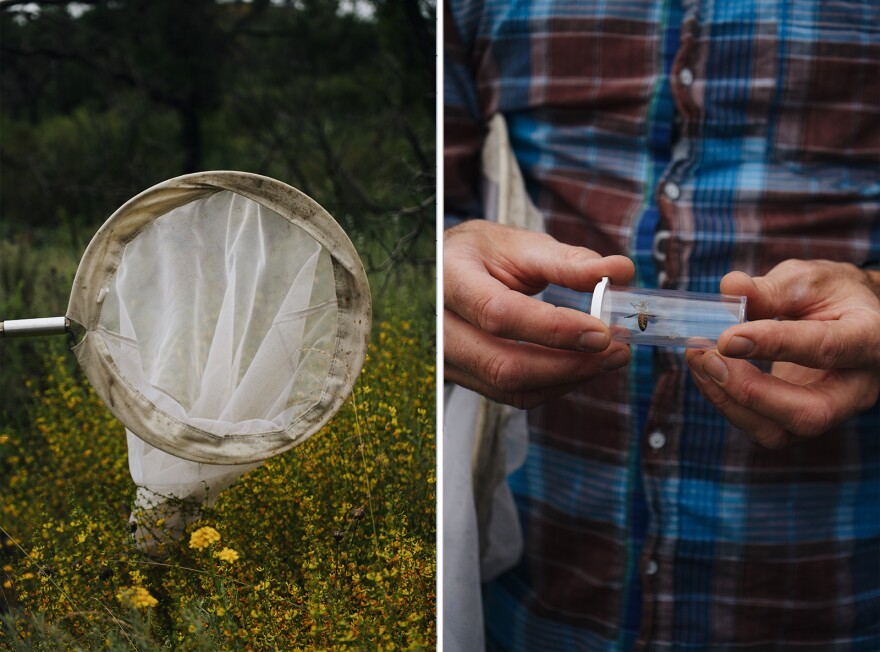 Richardson examines a captured bee in a vial. Once he processes and surveys, the bees are let back to their homes.