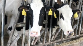 Hoosier dairy farmers remain hopeful additional markets will open, despite a surplus of milk at home.