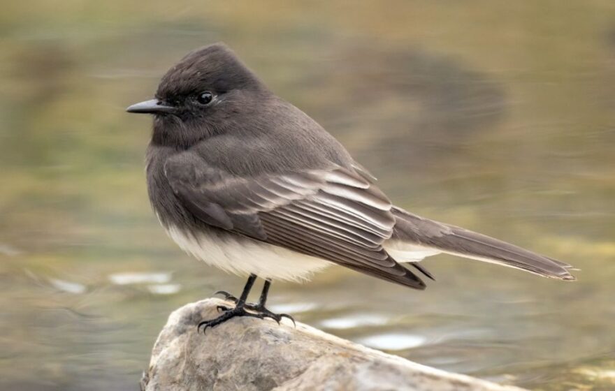 A Black Phoebe.