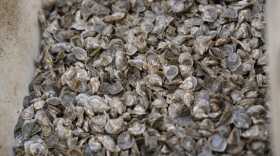 Thousands of young Pacific oysters grow in bins within the floating upweller system, or FLUPSY.