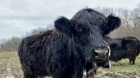 A yak-cattle mix stands in Mathy's muddy field after a rainfall. It's one of 12 animals that make up the Union County farmer's herd.