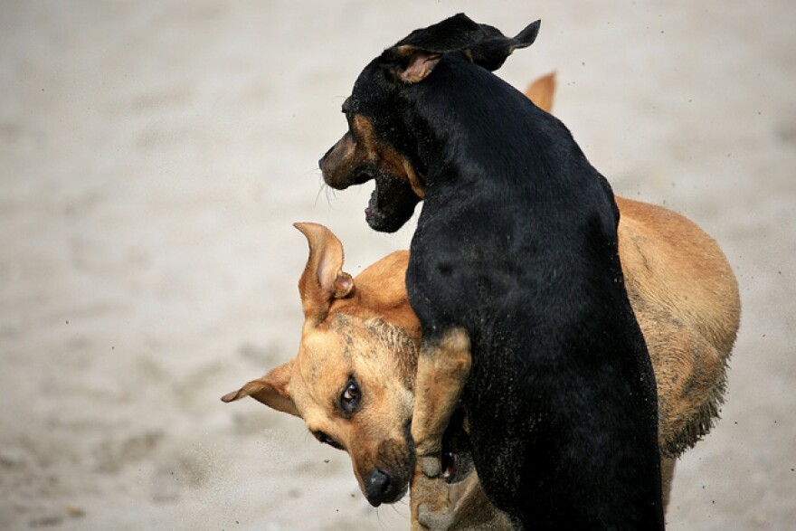 Two dogs fighting (or playing, it's hard to tell)
