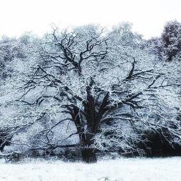 winter.jpeg
