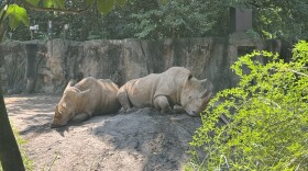 Two white rhinoceroses lounge on a makeshift dirt mound at Riverbanks Zoo and Gard