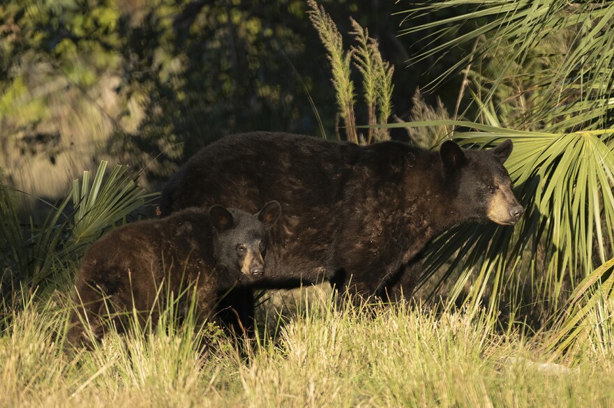 More than a million households share their backyards with Florida black bears. The number of bear-related calls in the last decade has gone up 700%, including bear sightings or bears threatening animals or humans, according to the Florida Museum of Natural History.