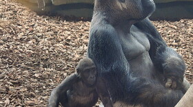 jomo gorilla