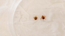 Ticks under a microscope at the Connecticut Agricultural Experiment Station in New Haven.
