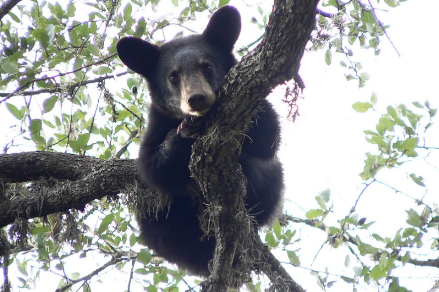 YM 10-14 the bear.jpg